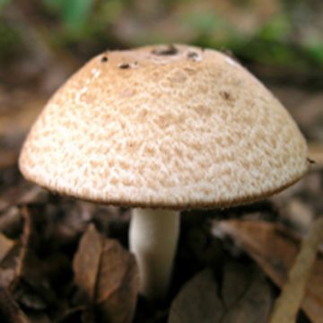 Agaricus Blazei Extract